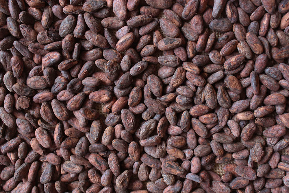Cacao Experience – Chocolaterie artisanale