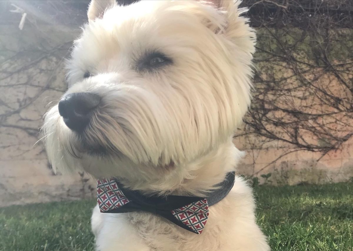 Bostie – accessoires canins éco-responsables