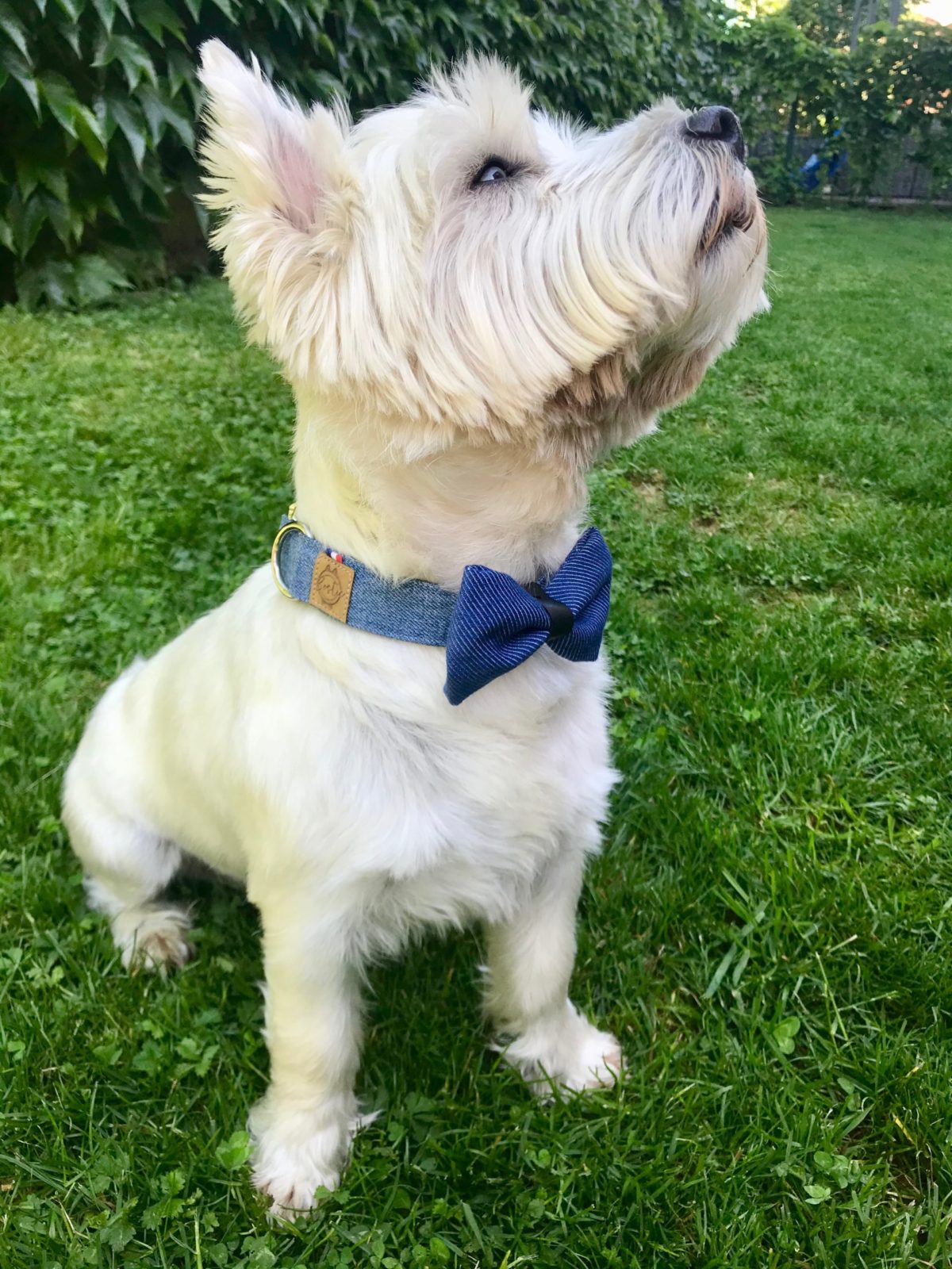 Bostie – accessoires canins éco-responsables