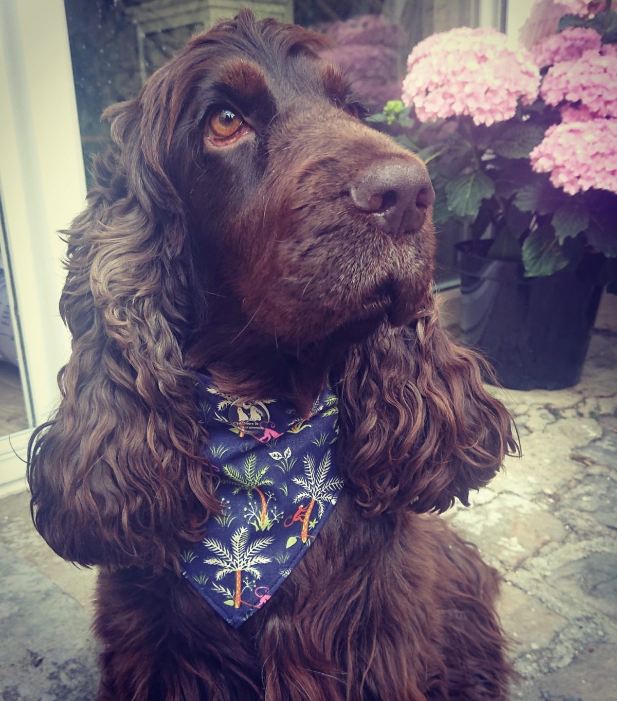 C’est l’heure de la promenade – Accessoires pour chiens