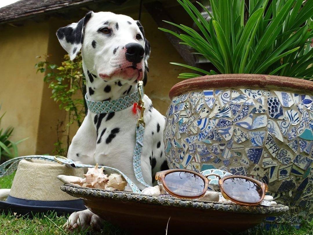 C’est l’heure de la promenade – Accessoires pour chiens