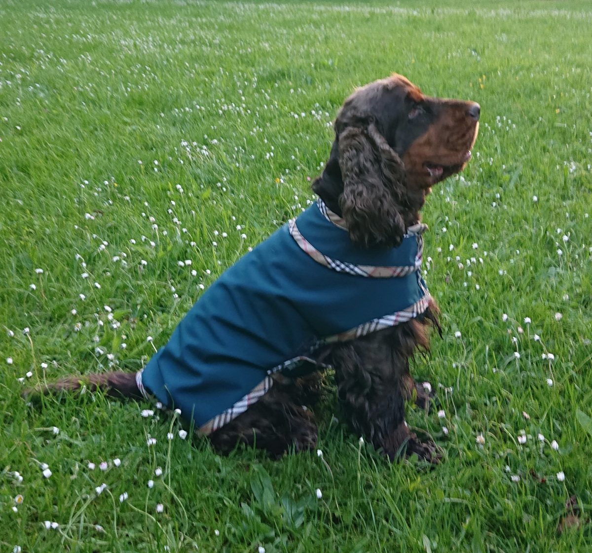 C’est l’heure de la promenade – Accessoires pour chiens