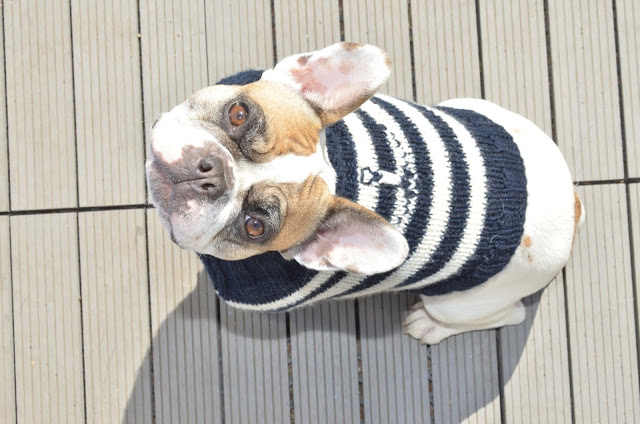 C’est l’heure de la promenade – Accessoires pour chiens