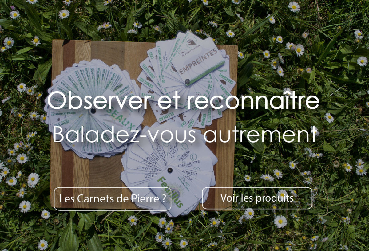 Les Carnets de Pierre – identification de notre environnement