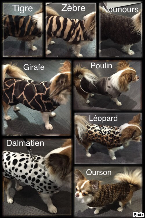 Coatpet – Vêtements et accessoires pour petits chiens