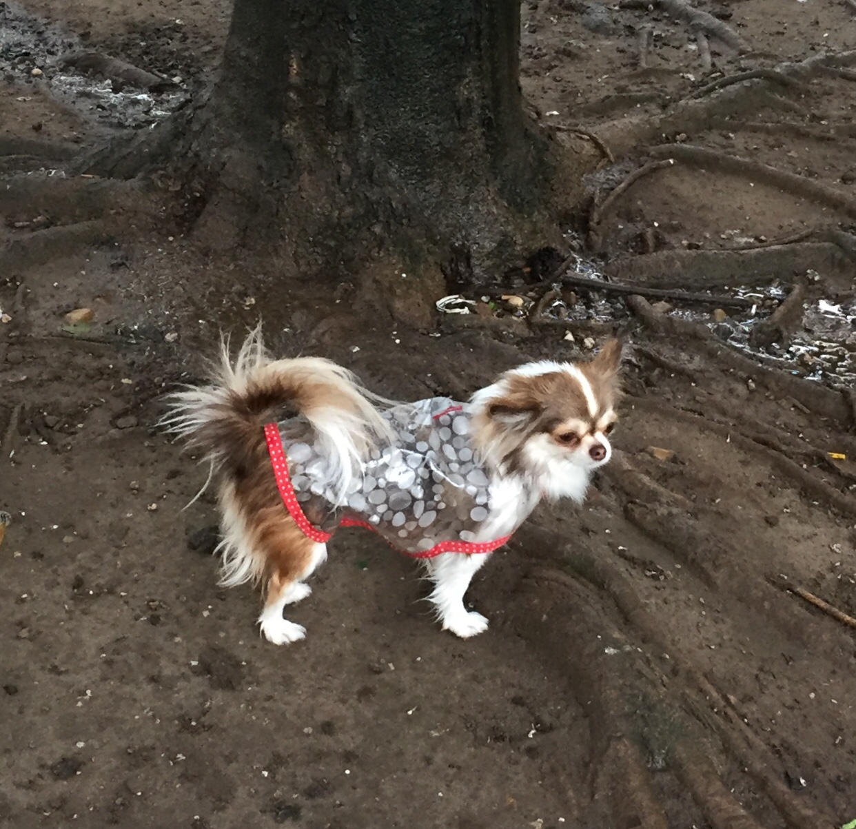 Coatpet – Vêtements et accessoires pour petits chiens