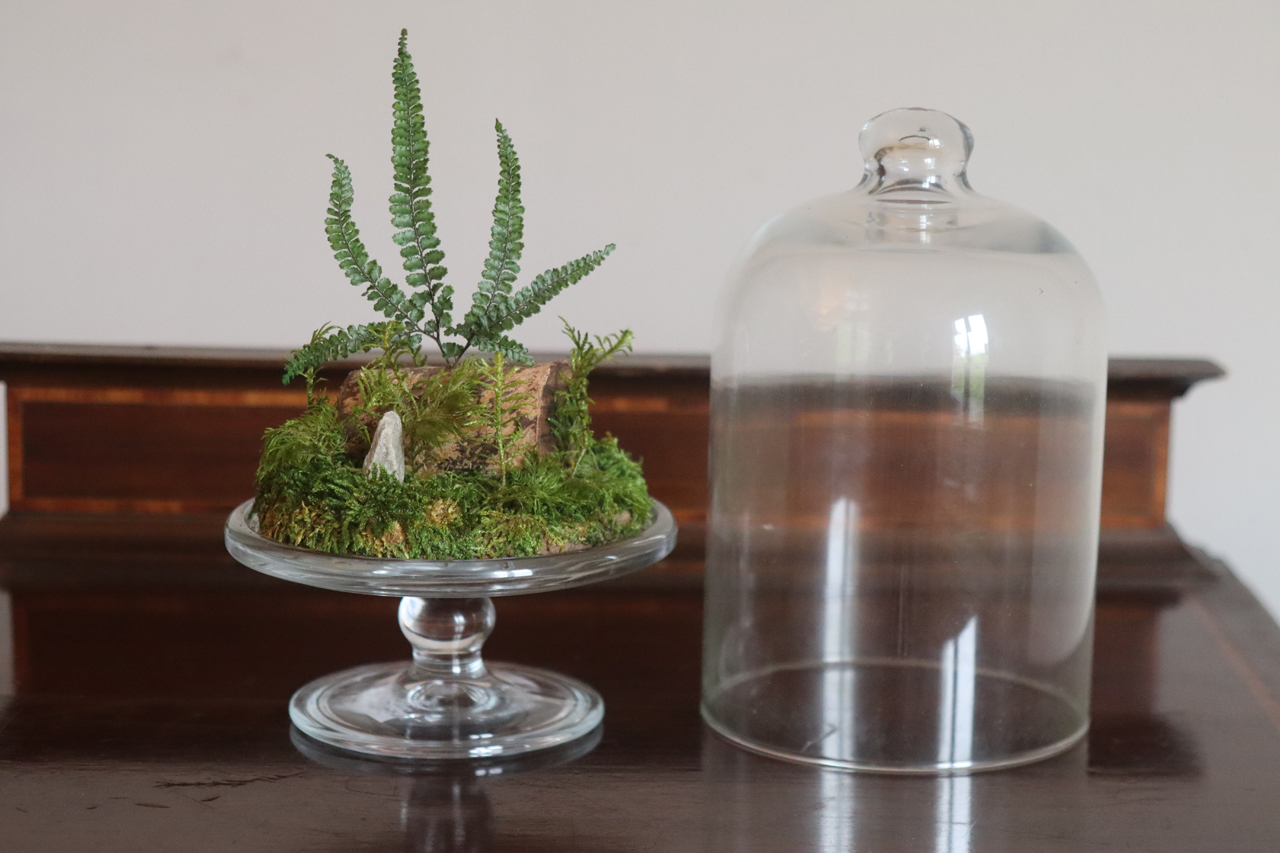 L’atelier Contour Jardin –  plantes stabilisées