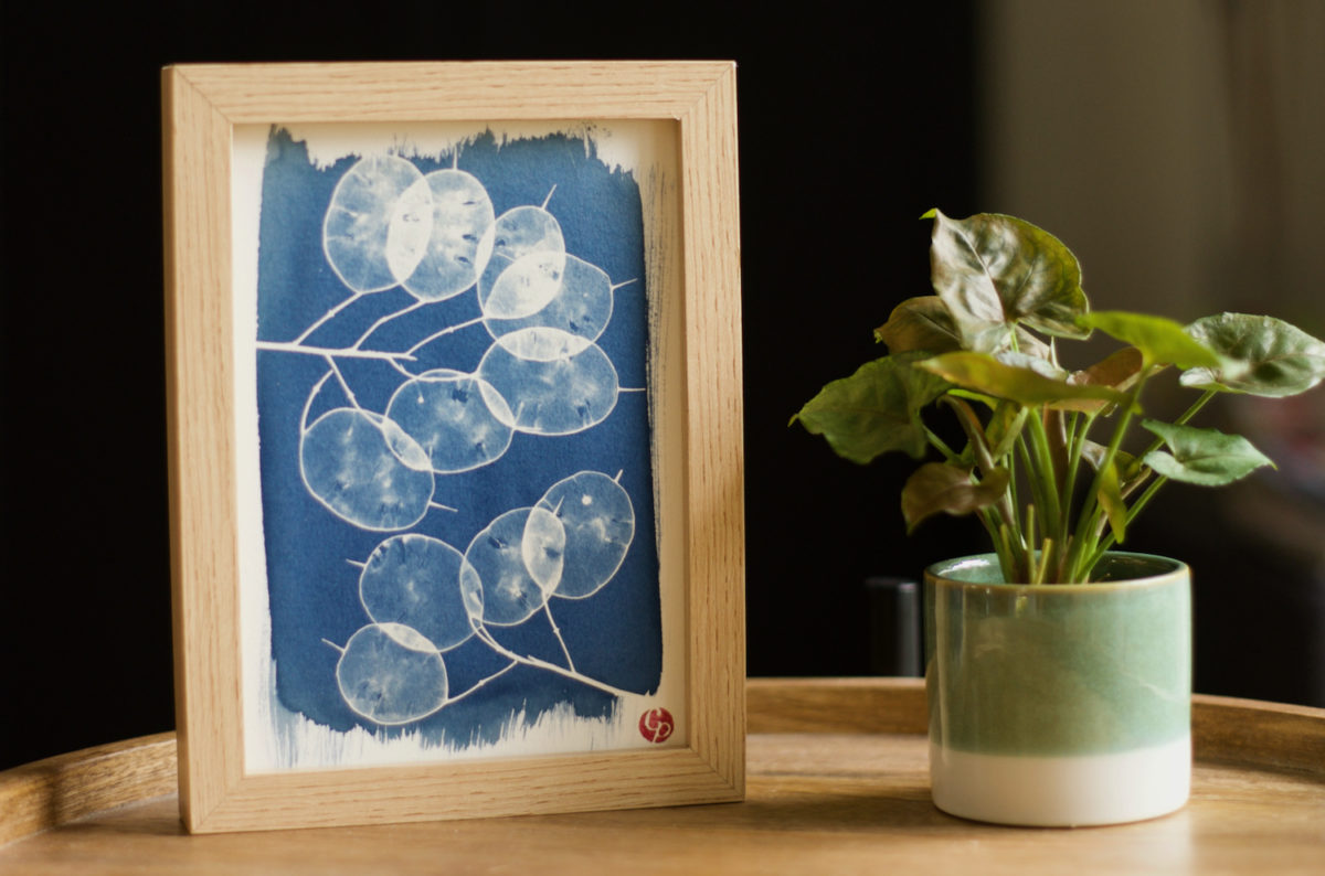 Sept Nuances de Bleu – Cyanotypes botaniques