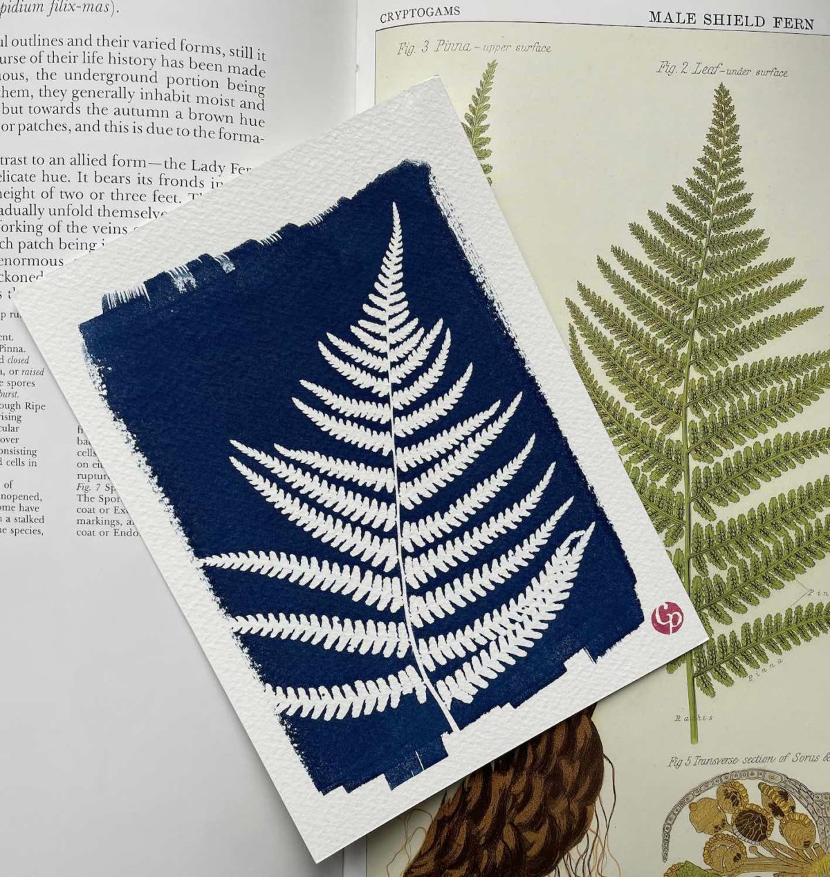 Sept Nuances de Bleu – Cyanotypes botaniques