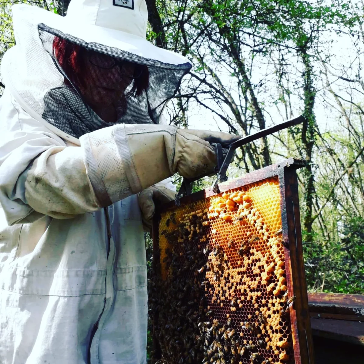 Au Palais Des Abeilles – Apiculteur récoltant