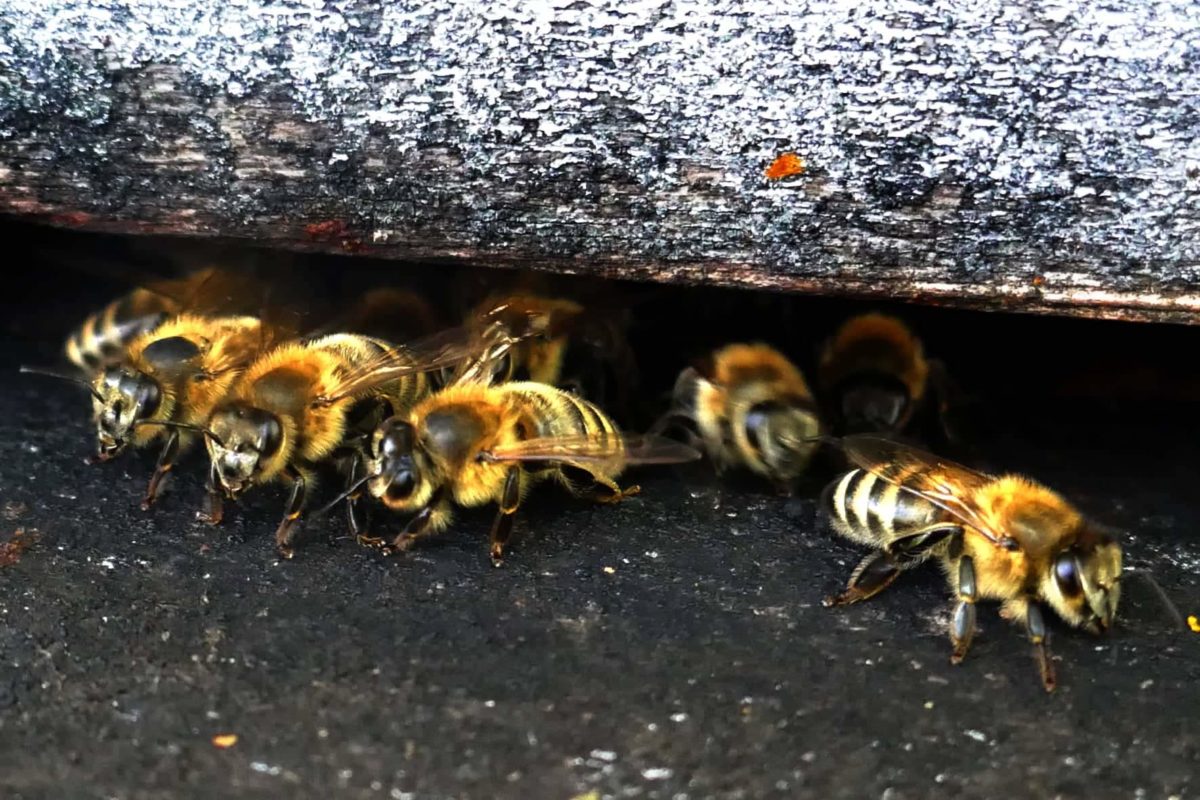 Au Palais Des Abeilles – Apiculteur récoltant