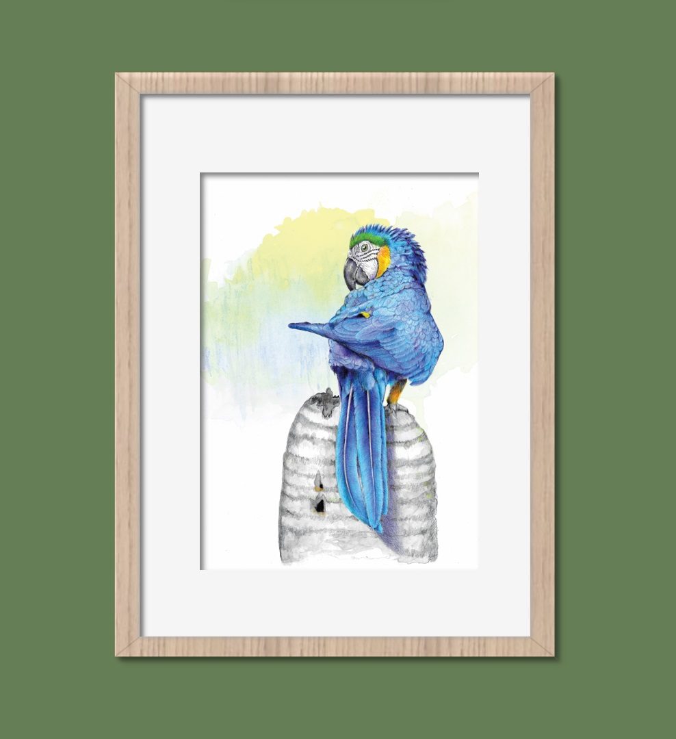 Astolfo Mata – Illustration