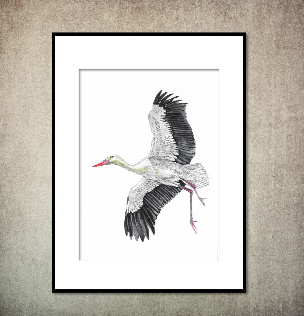 Astolfo Mata – Illustration