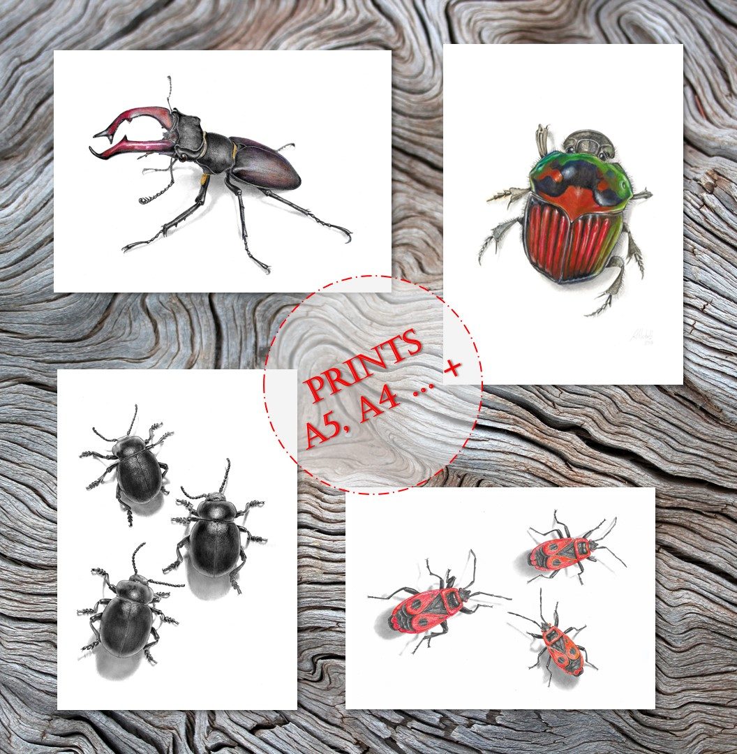 Astolfo Mata – Illustration