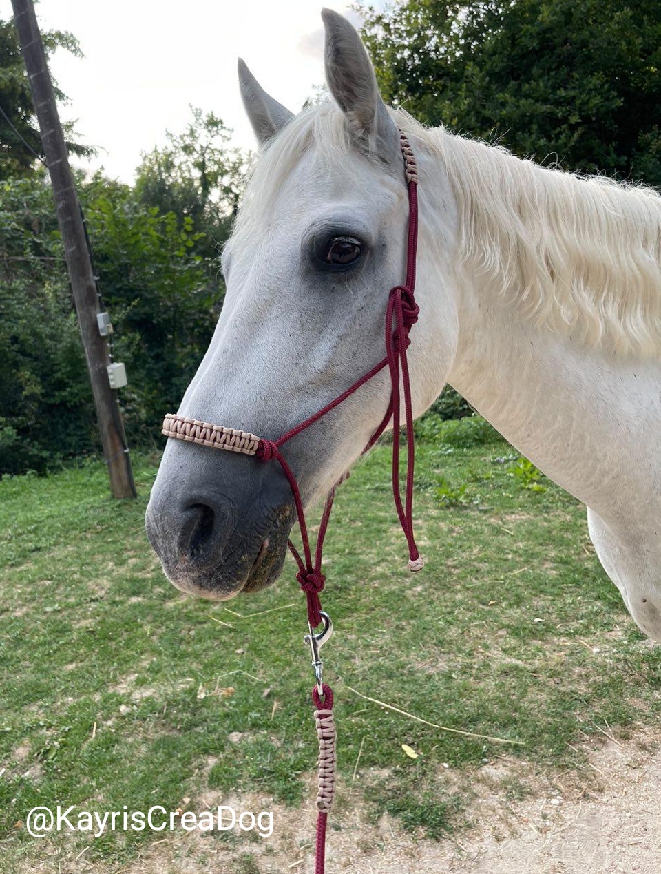 KayrisCreaDog – Accessoires pour animaux