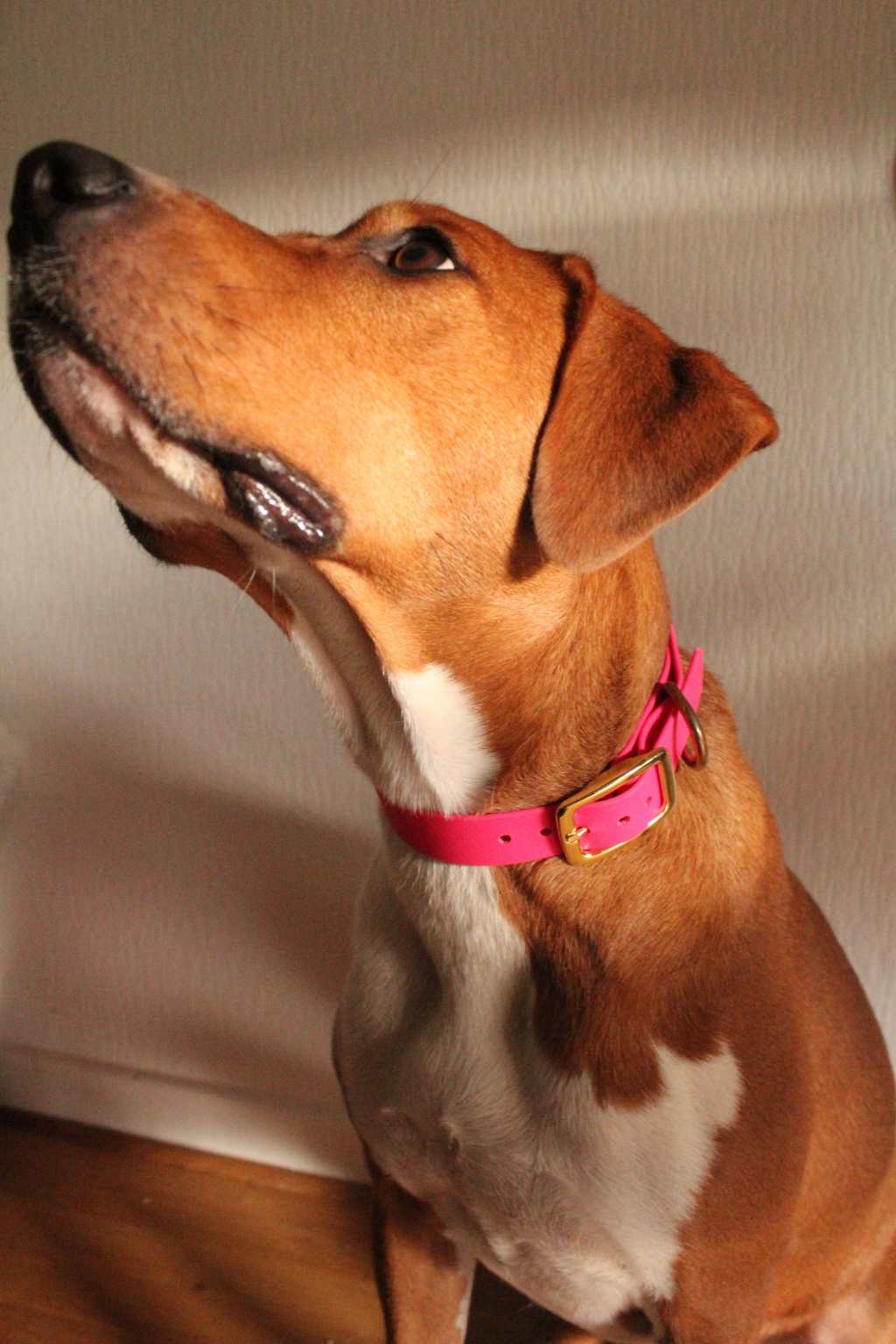 Jacky&Jocke – Accessoires pour chien