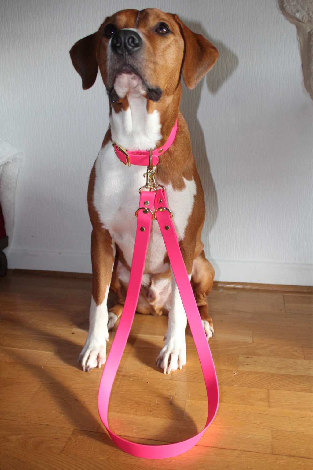 Jacky&Jocke – Accessoires pour chien