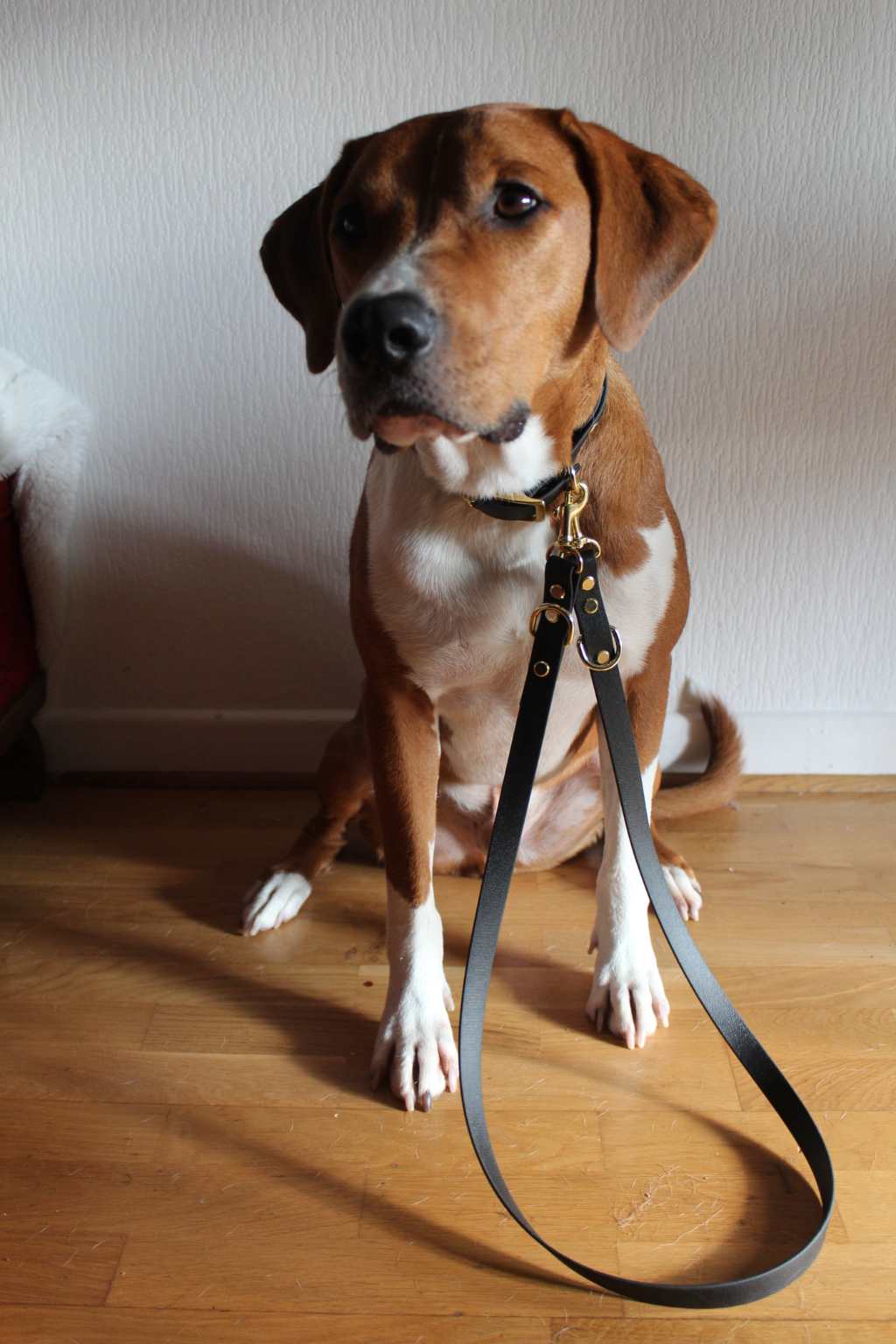Jacky&Jocke – Accessoires pour chien