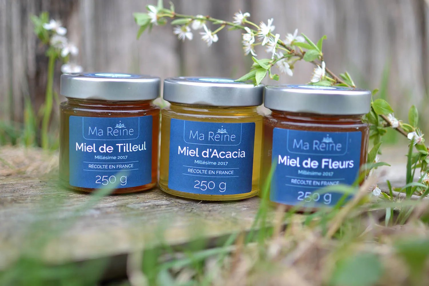 MA REINE  – Du miel et plus encore