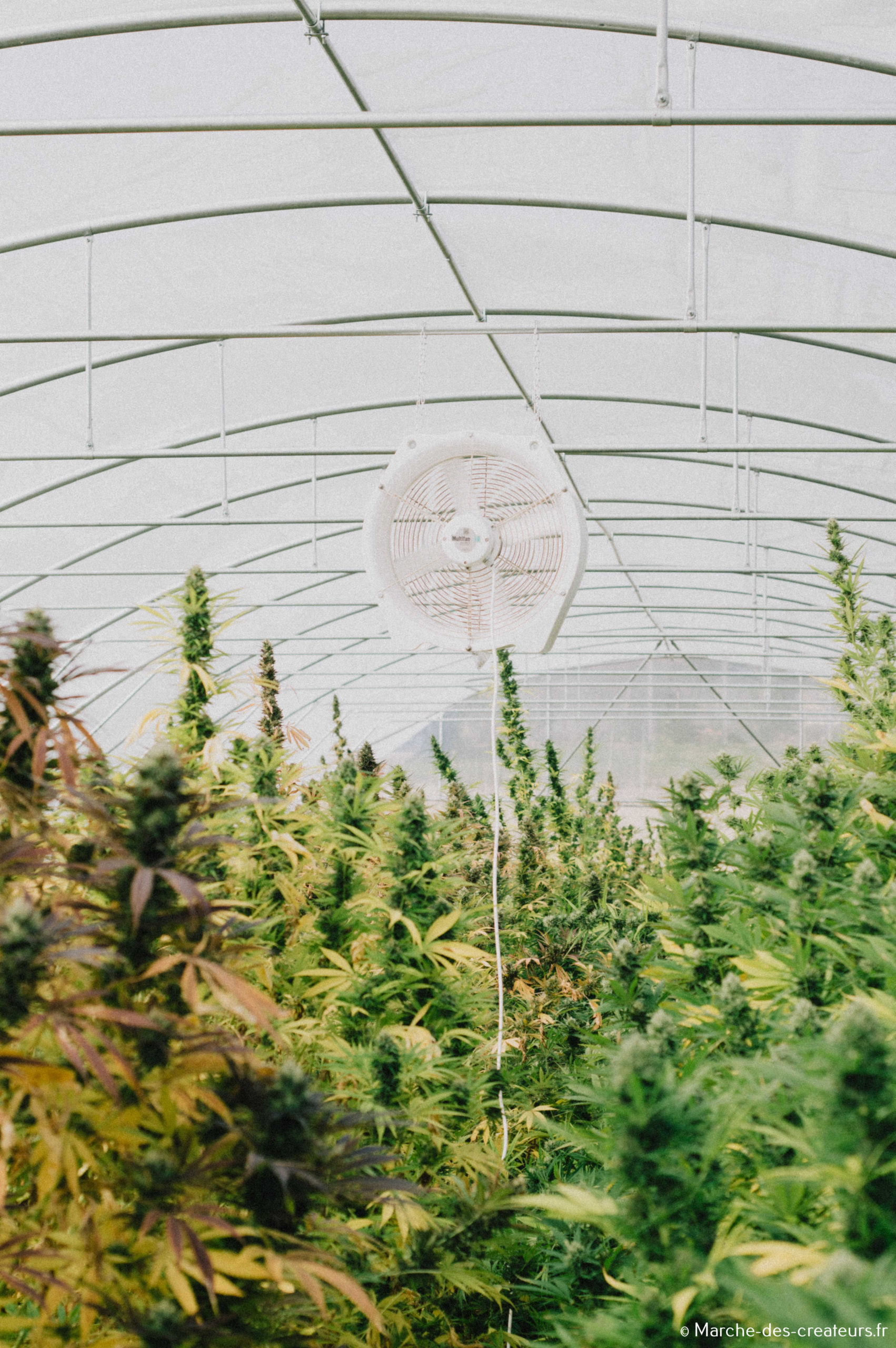 BÜÜR D’ÉL –  CBD Alsacien et organique