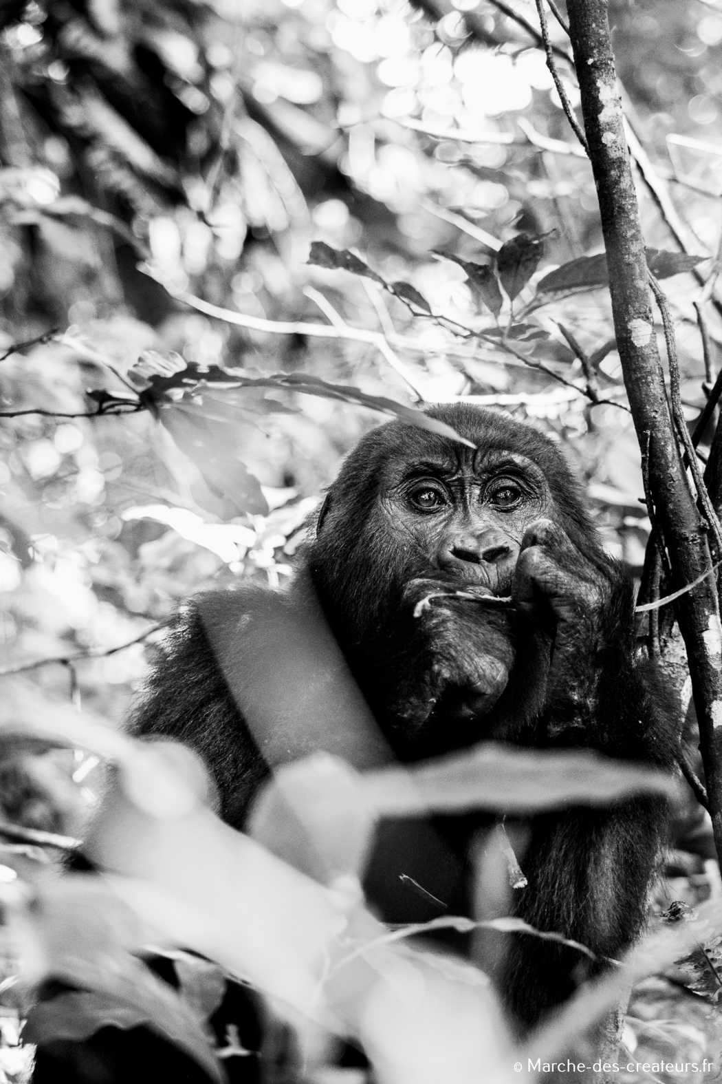 Jess Reporter – Photographie animalière