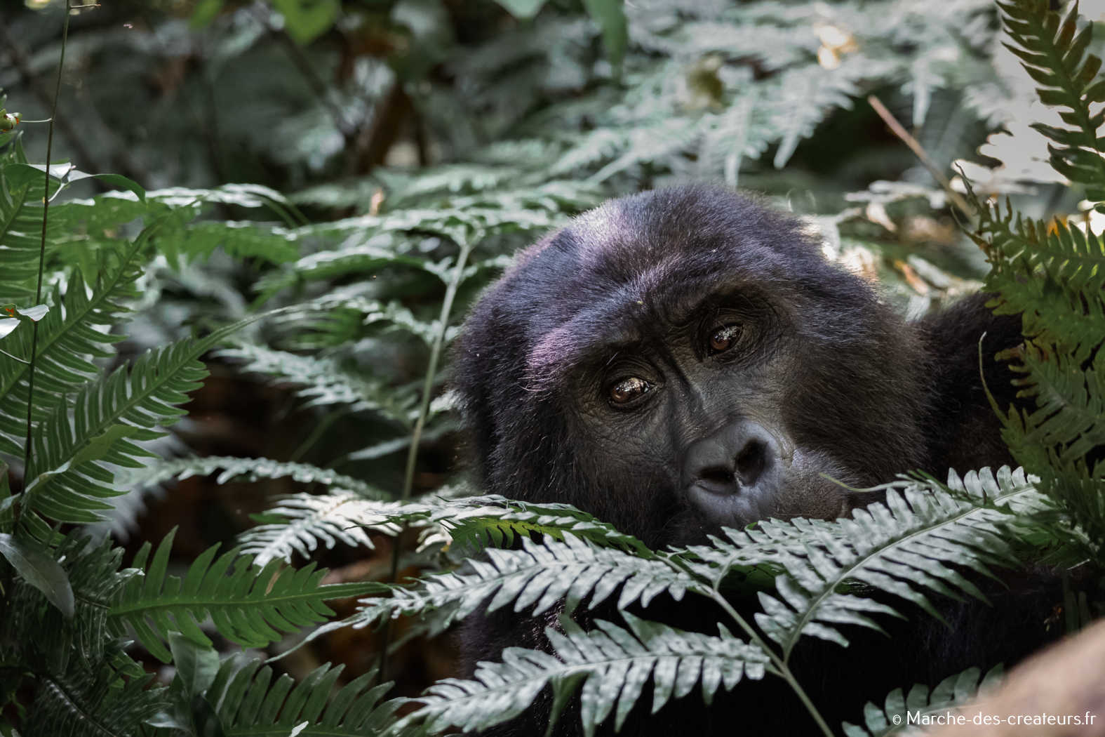 Jess Reporter – Photographie animalière
