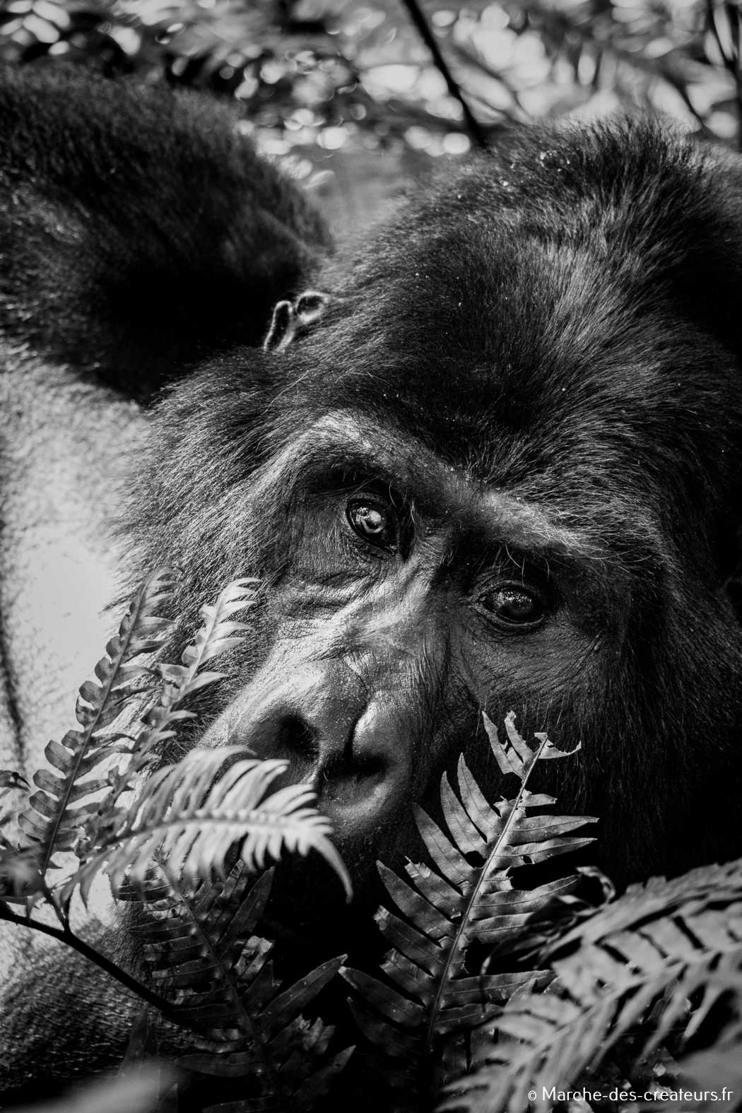 Jess Reporter – Photographie animalière