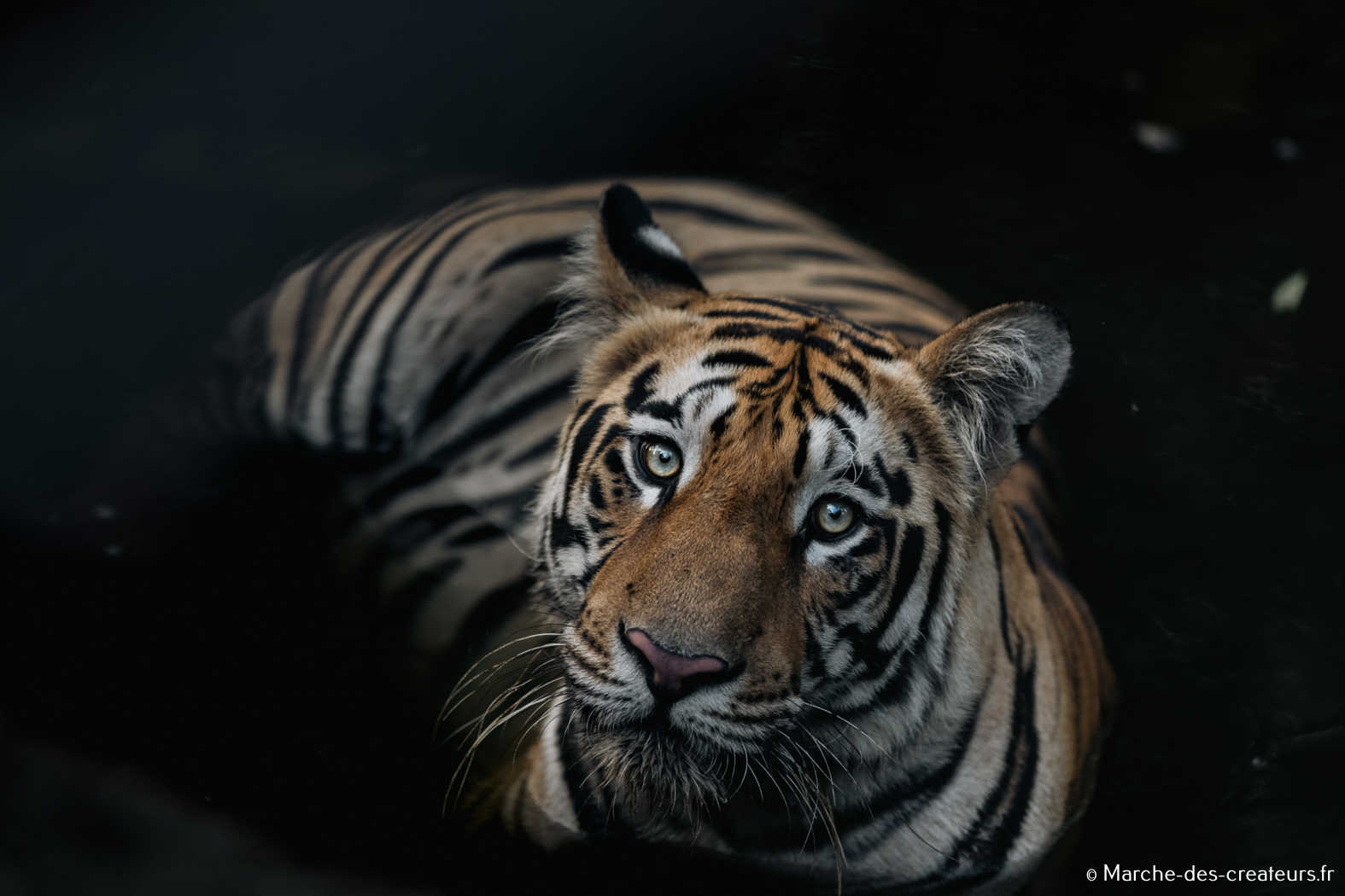 Jess Reporter – Photographie animalière