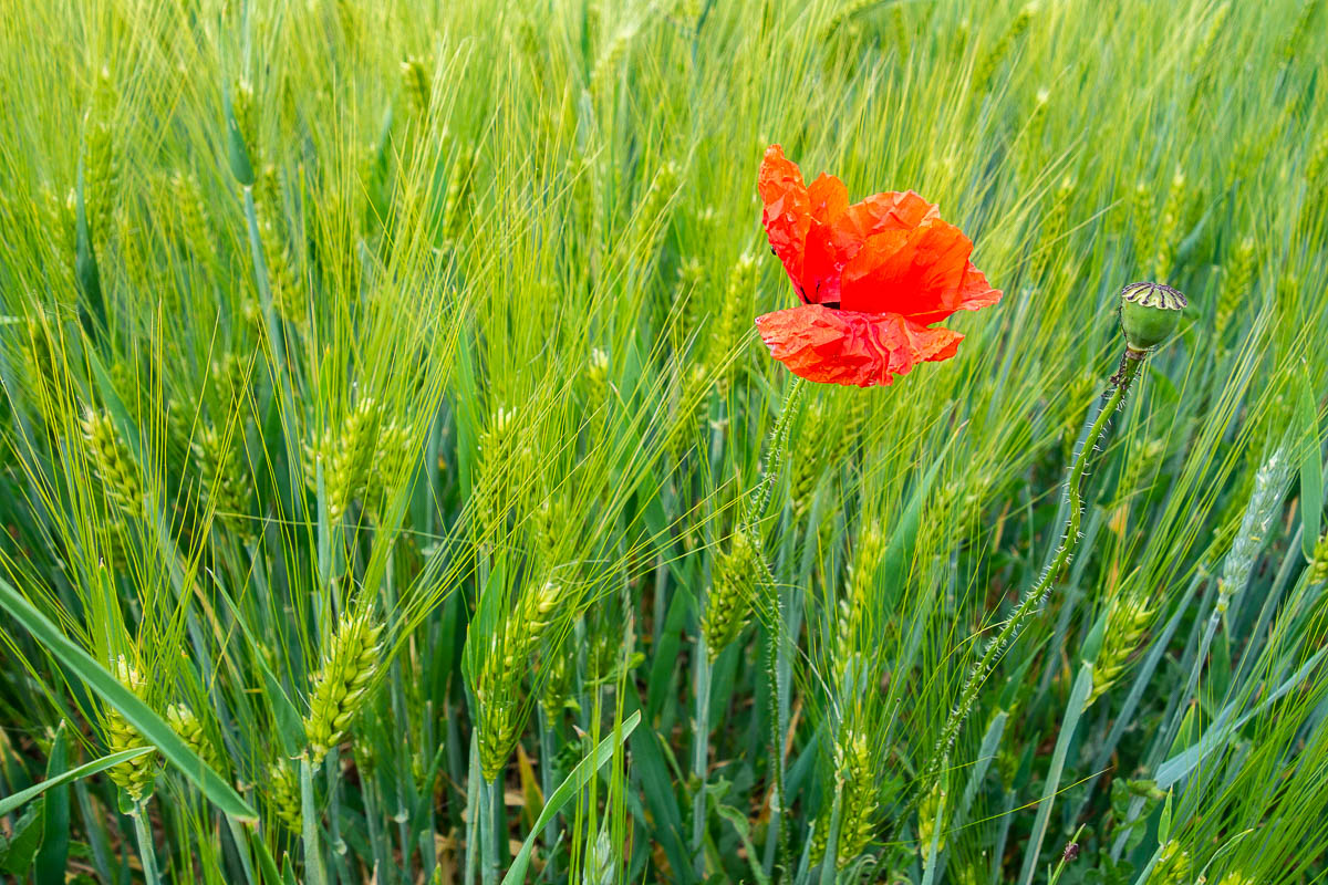 OHappyClic – Photographie