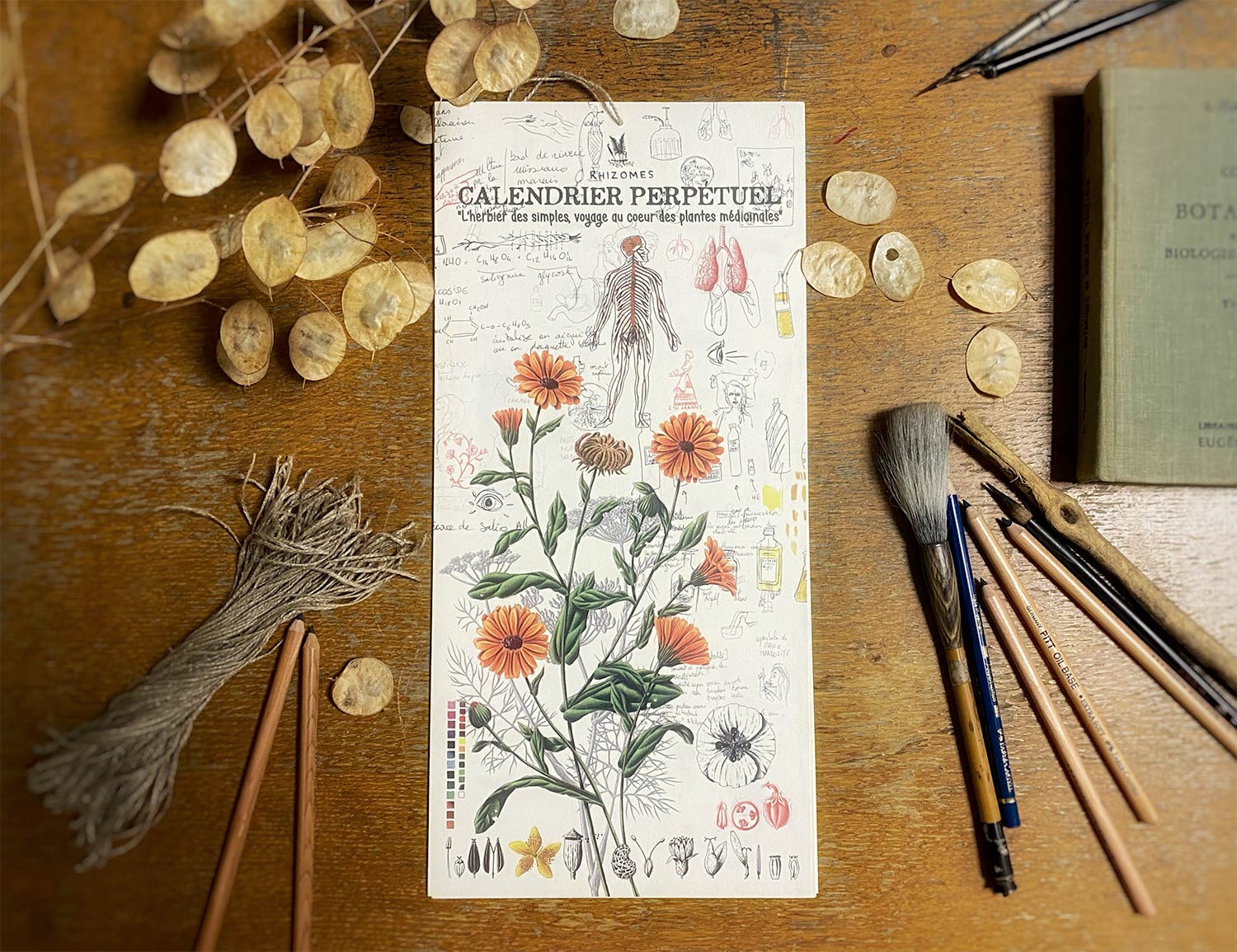 RHIZOMES – Illustration botanique