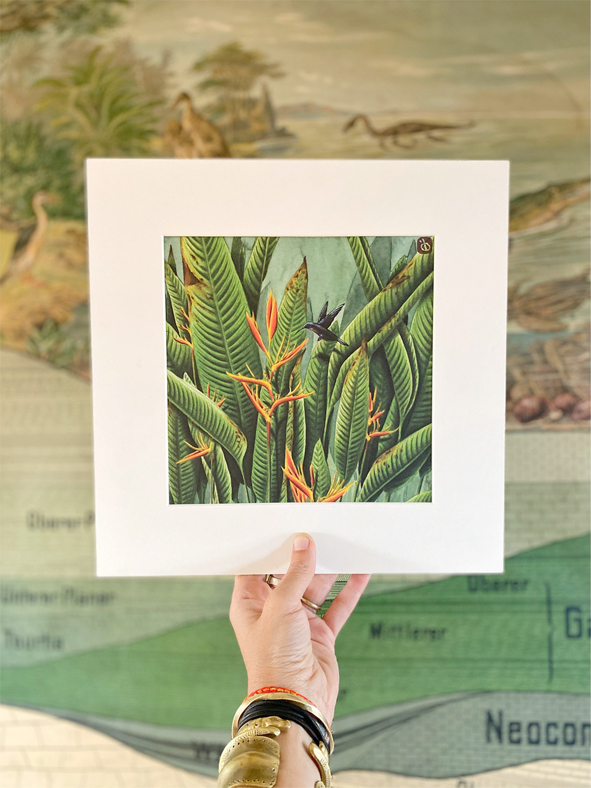 RHIZOMES – Illustration botanique